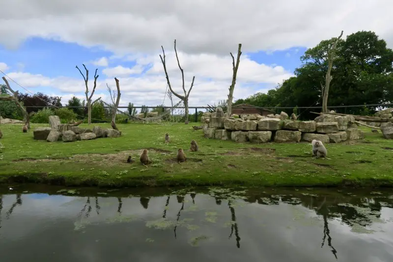 The baboon enclosure at the Flamingo Land zoo