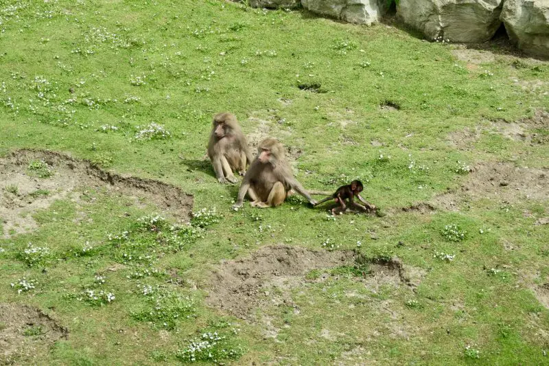 A family of baboons at the Flamingo Land Zoo