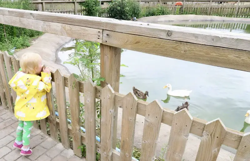 a toddler wearing a bright yellow raincoat on her tip toes peering over a small fence looking at some ducks swimming in a pond at Flamingo Land Theme Park