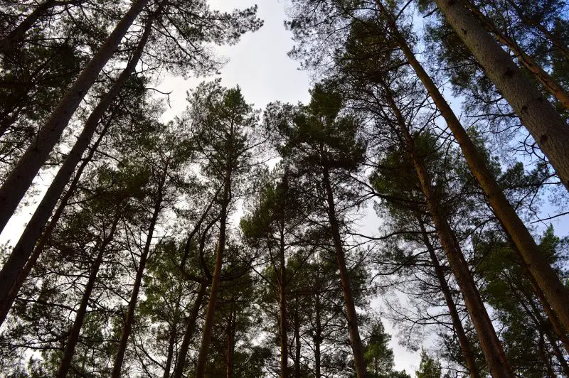 Some tall trees at Hamsterly Forest