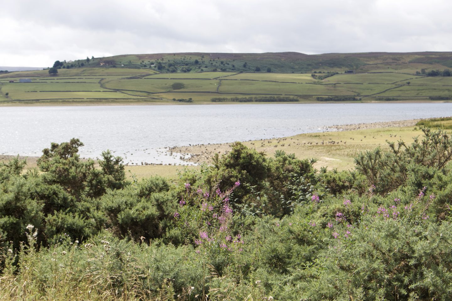 A picturesque reservoir surrounded by greenery 