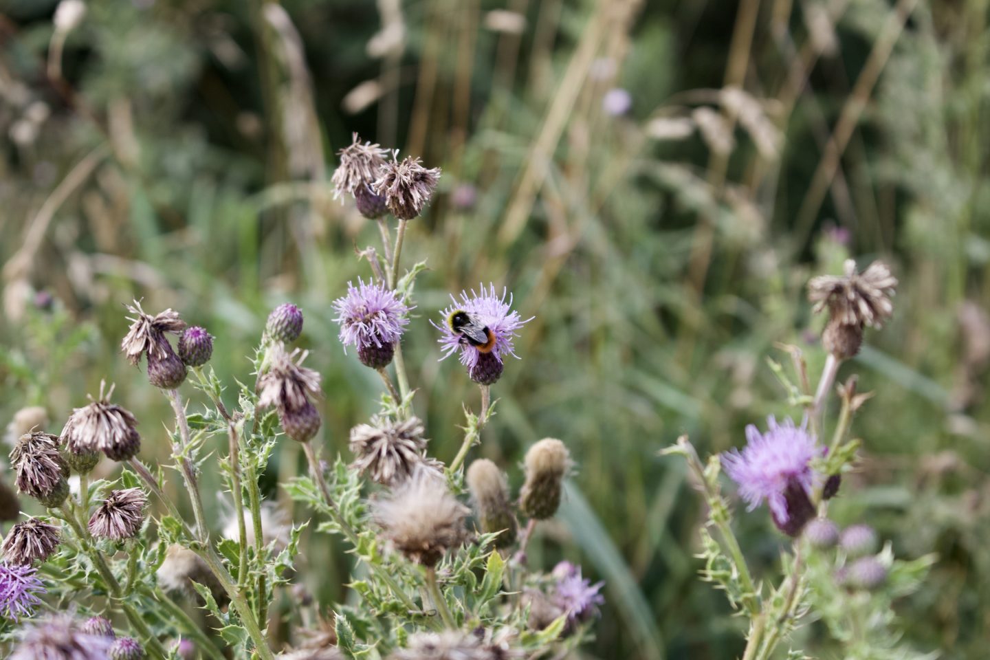 Some bees pollinating flowers 