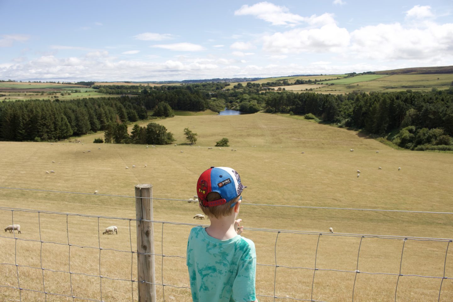 A boy looking at a field of sheep