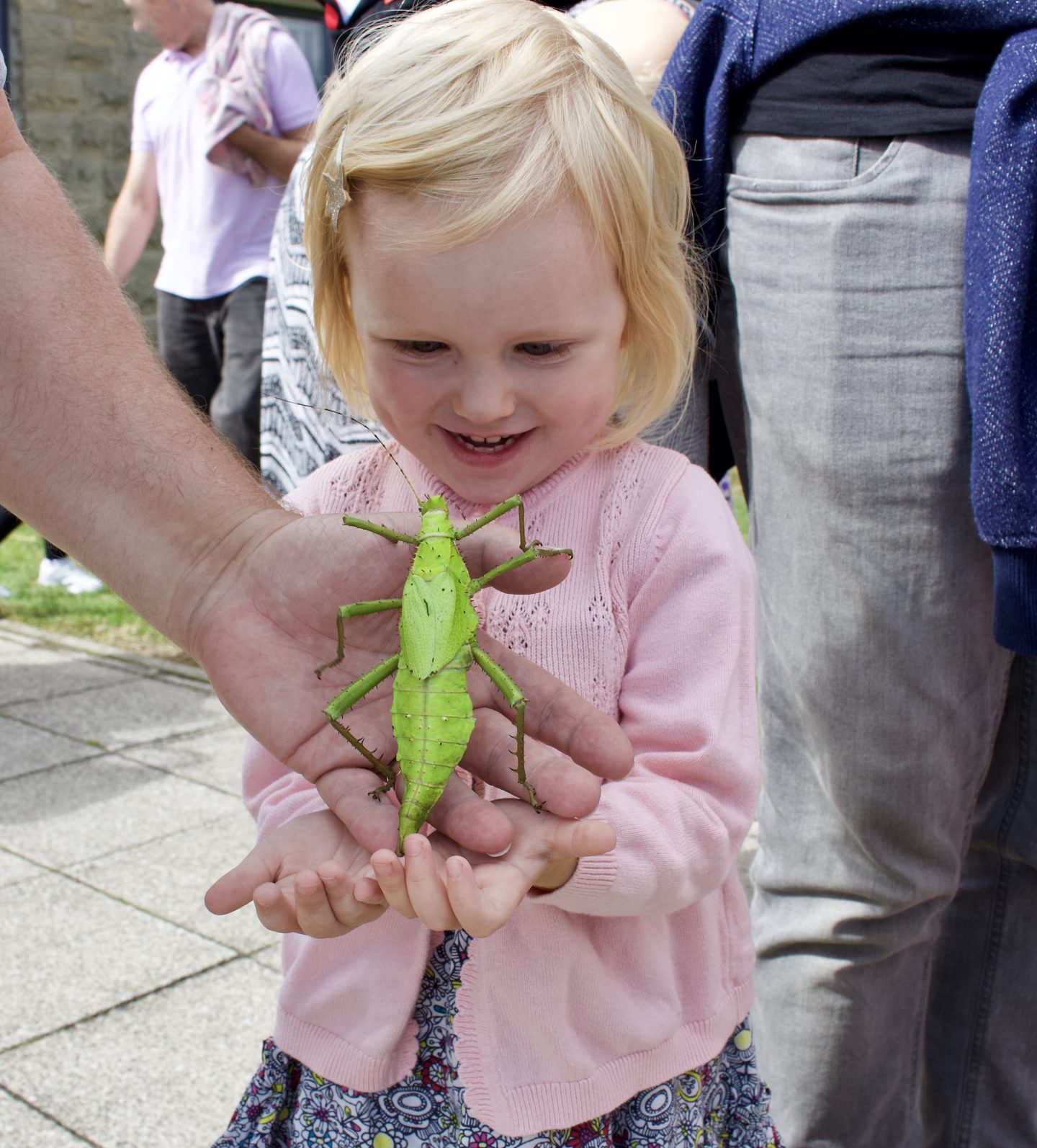 Little girl holding a jungle nymph whilst smiling